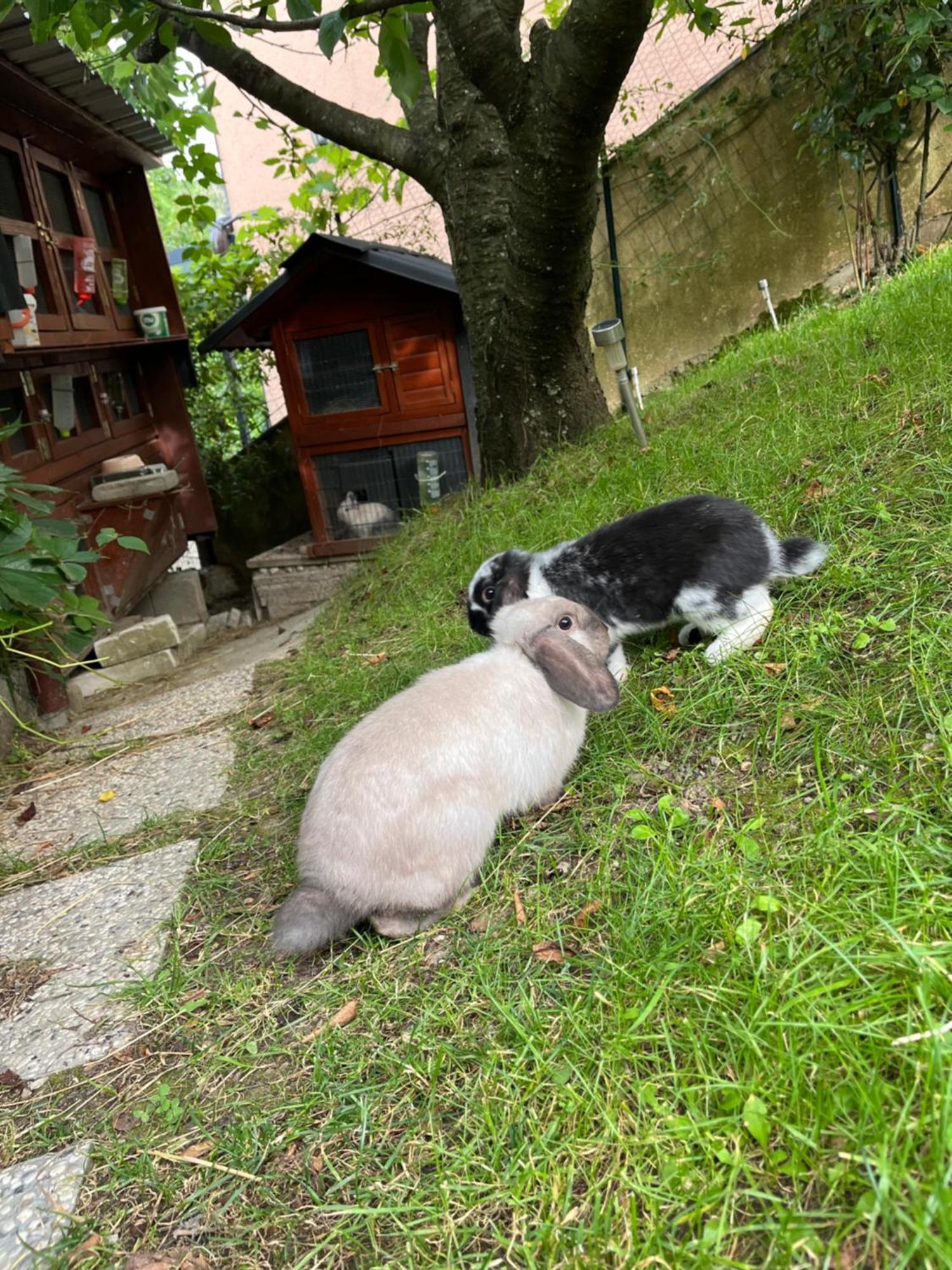 Apartma Lavanda Apartman Koper városi község Kültér fotó